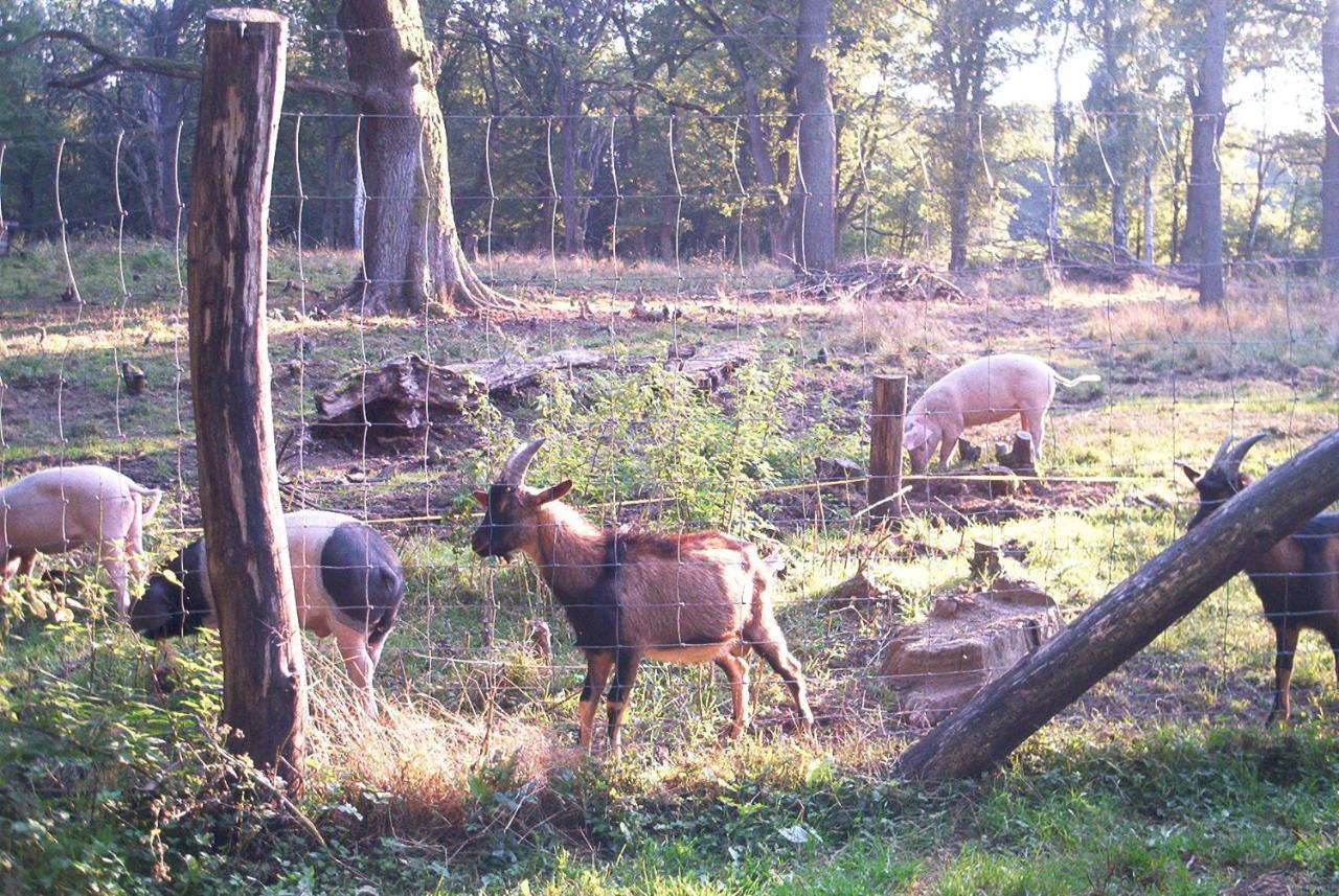 Ferienwohnungen Stricker Harz Walkenried ภายนอก รูปภาพ